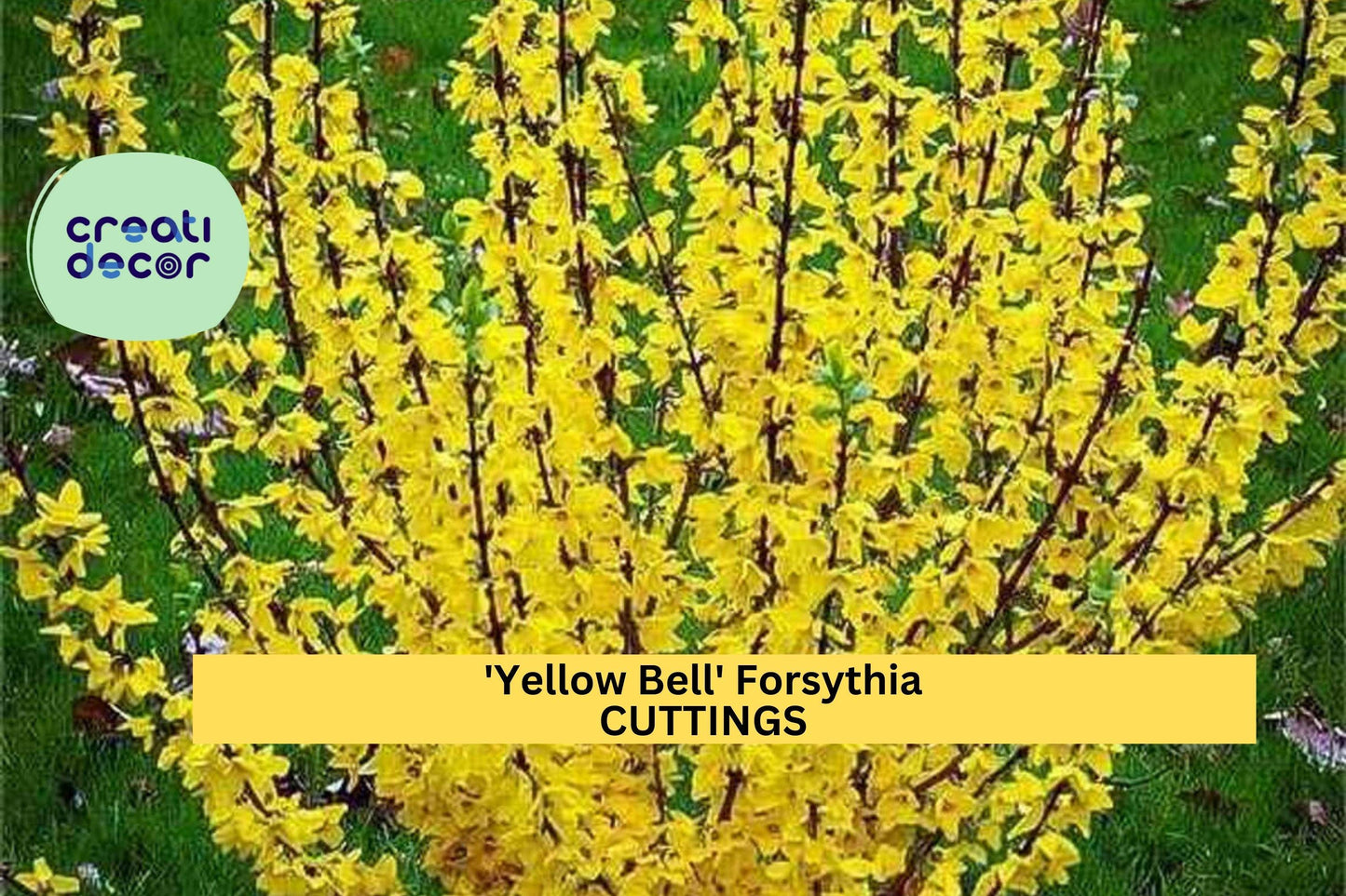 15 Forsythia ‘Yellow Bell’ Cuttings – Hardy Ornamental Shrub | Bright Spring Flowering Hedge Plant for Gardens, Privacy Screens, or Borders