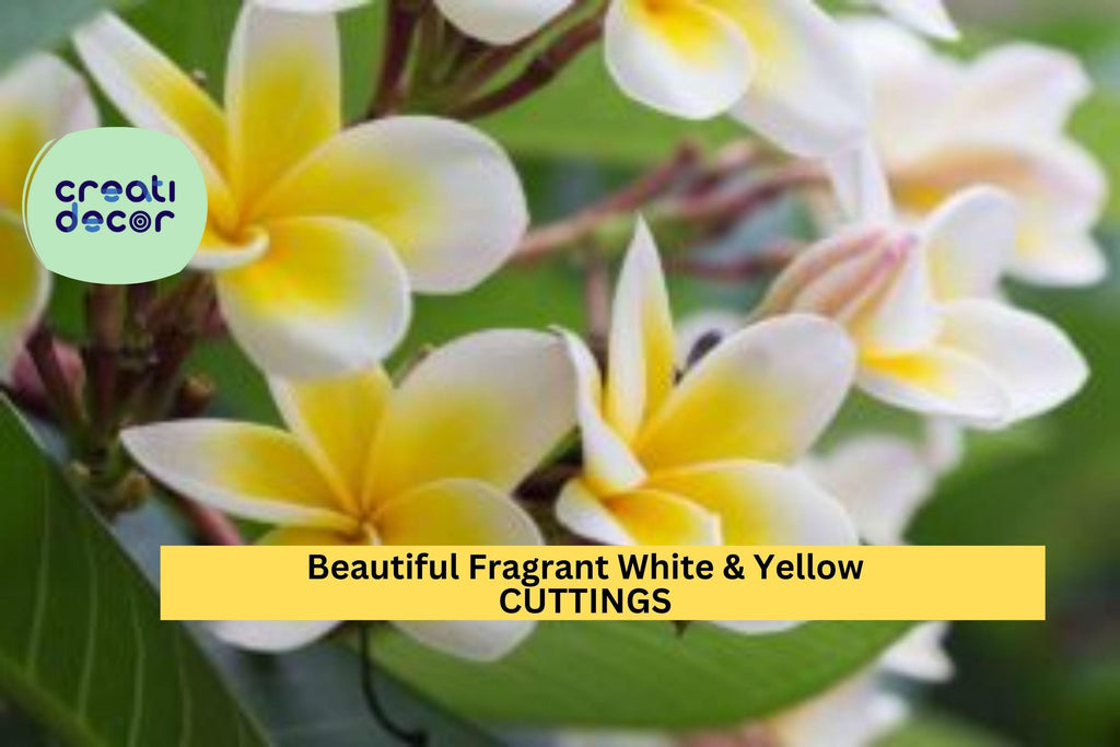 1 Fragrant White & Yellow Plumeria Cutting | 10”+ Unrooted Stem | Prepared for Rooting | Tropical Flowering Plant
