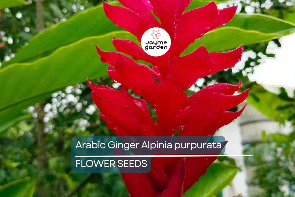 Arabic Ginger Alpinia purpurata Root Rhizome - Fast-Grow, Tropical Flower Plant, 3-4 oz, Zones 7-10, Part Shade, Free Shipping Offer