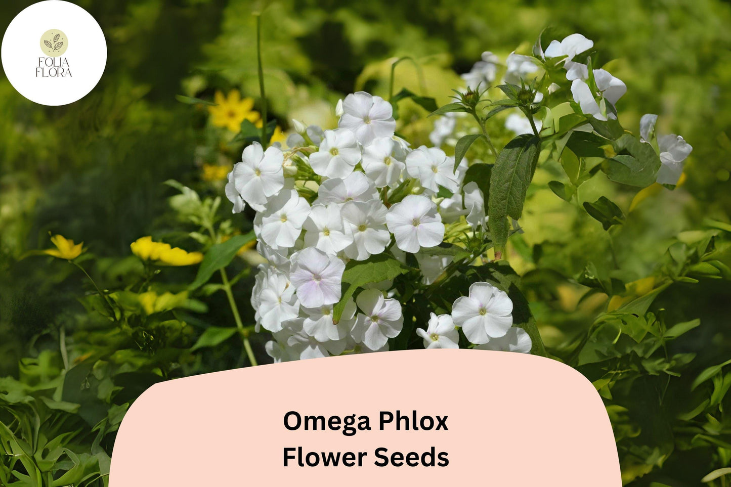 100+ Omega Phlox Seeds – Tall Perennial Garden Flower Seeds, Phlox paniculata