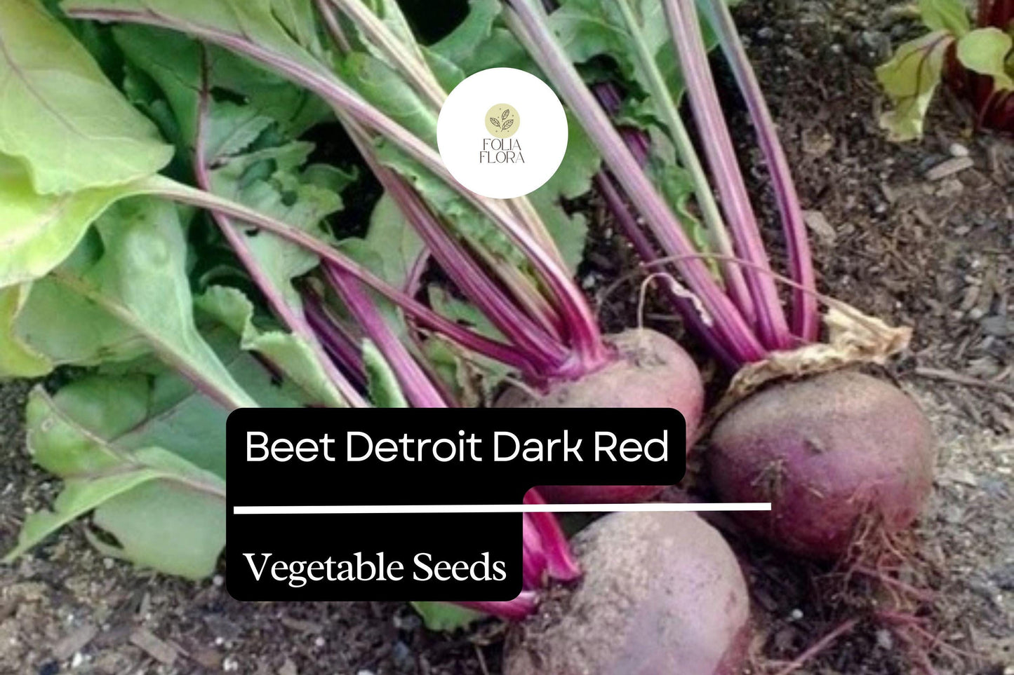 1g Beet Detroit Dark Red Seeds Beta vulgaris | Heirloom Sweet Beets for Planting | Juicy Roots & Tender Greens