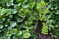 Malabar Spinach – Green Vines Supreme 30 Seeds | Heat-Tolerant Climbing Green | Thick Glossy Leaves | Summer Spinach Alternative