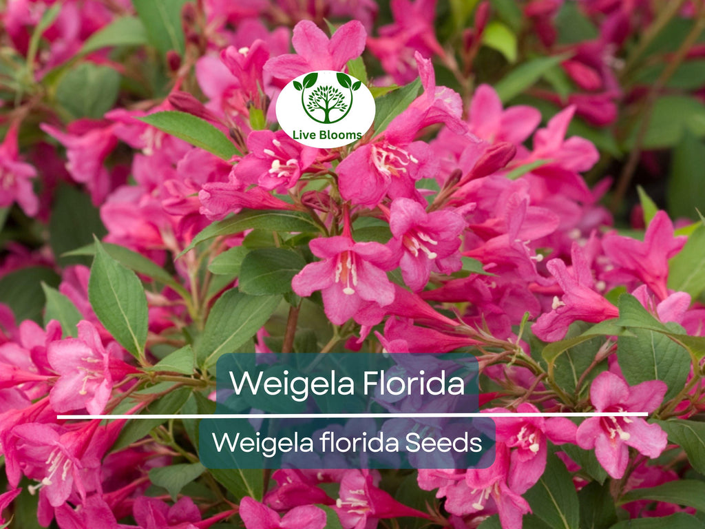 100 Weigela Florida Bush Seeds - Old-Fashioned Pink & White Flower Shrub (Weigela florida) - Hardy, Perennial, Beautiful Garden Shrub
