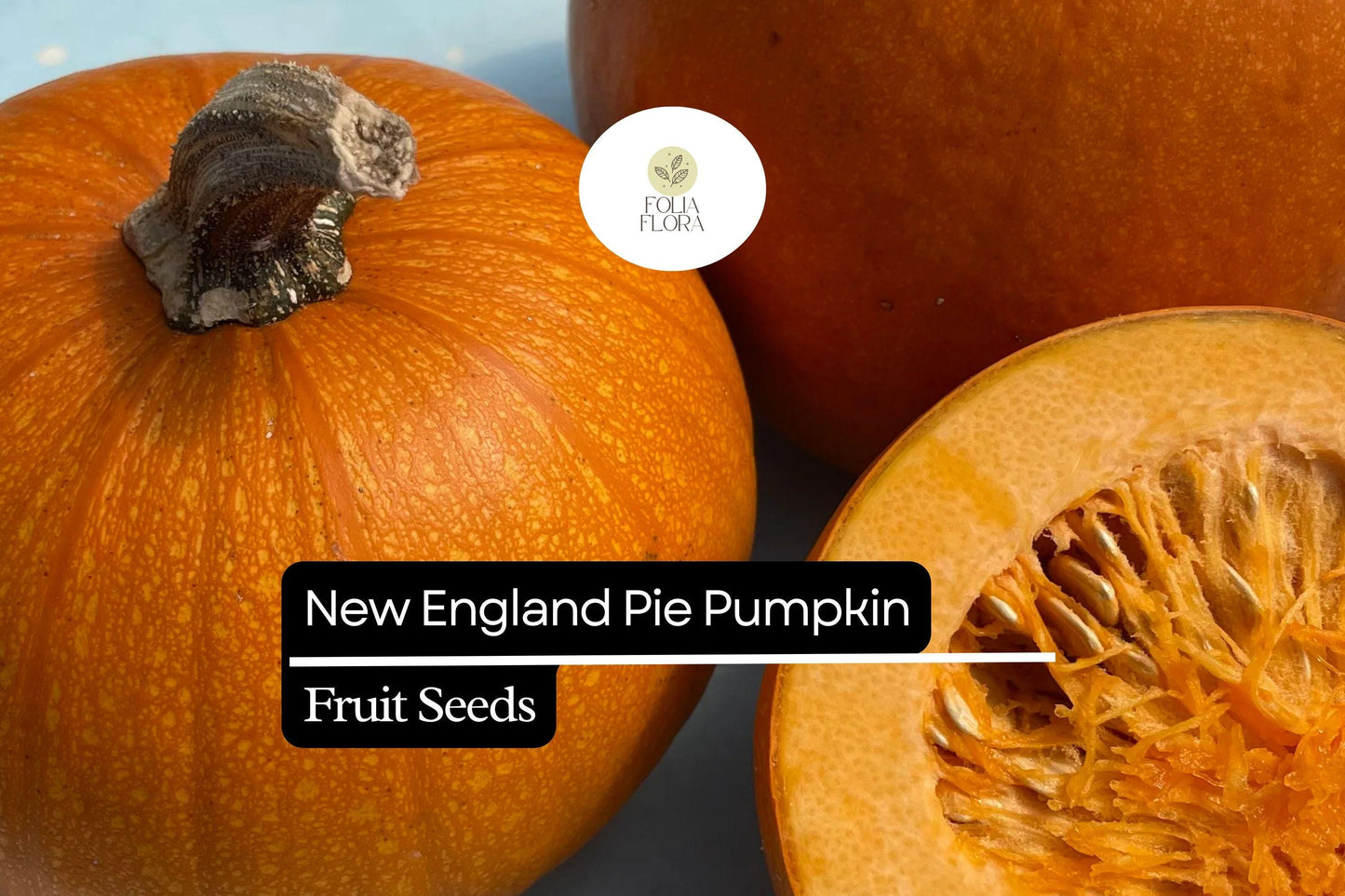 15 Seeds New England Pie Pumpkin (Cucurbita pepo) – Ideal for Baking and Fall Harvest