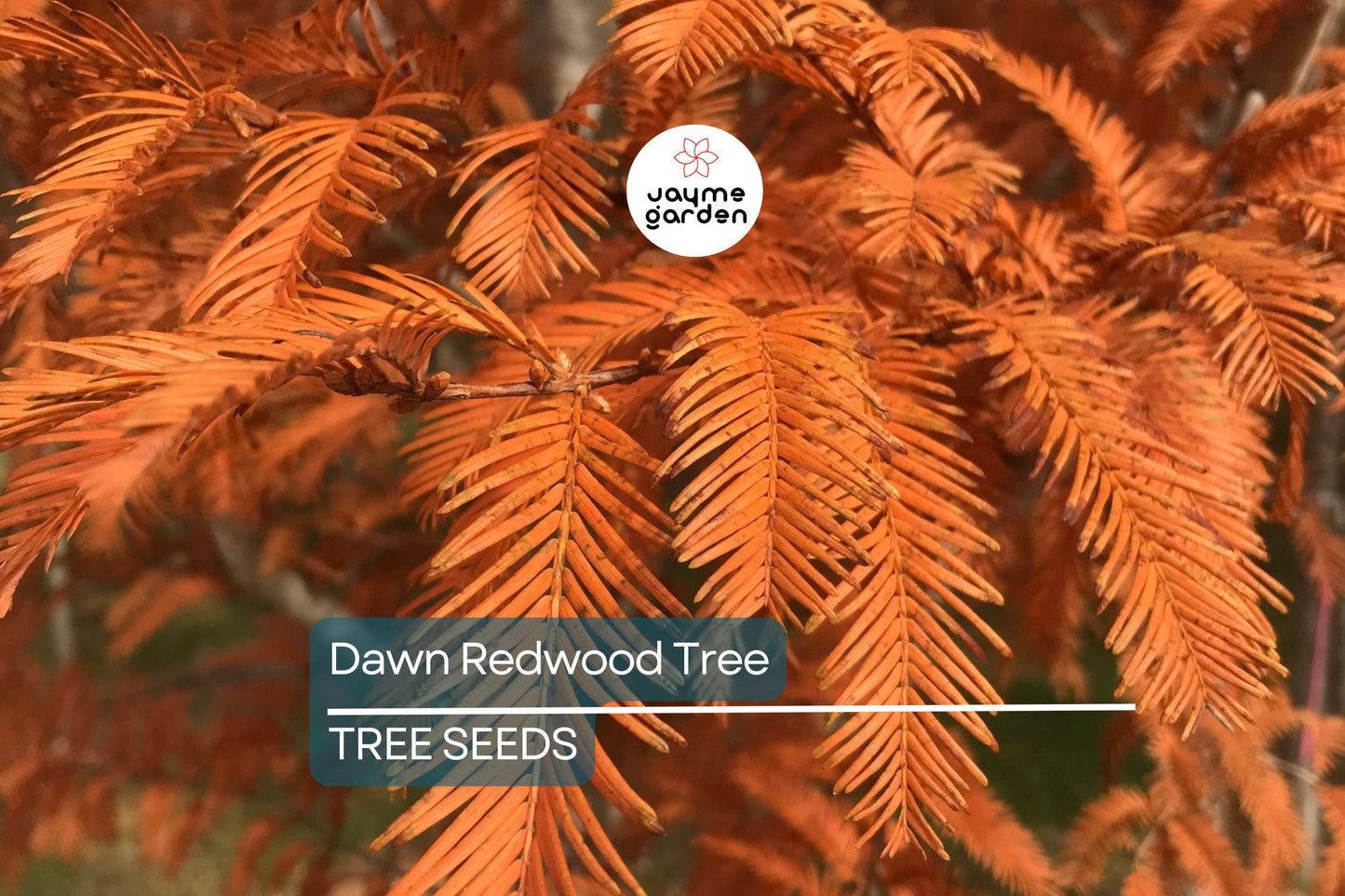 25 Dawn Redwood Tree Seeds (Metasequoia glyptostroboides) – Fast-Growing Hardy Bonsai, Fall Color, USDA Zones 5-8, Rare Garden Treasure