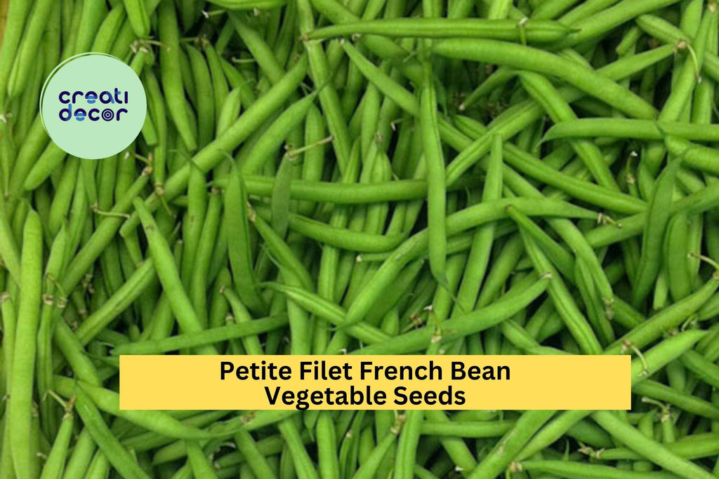 3pcs x 5g Petite Filet French Bean Seeds – Tender Bush Beans for Garden Rows, Raised Beds, or Container Growing Seeds for Planting