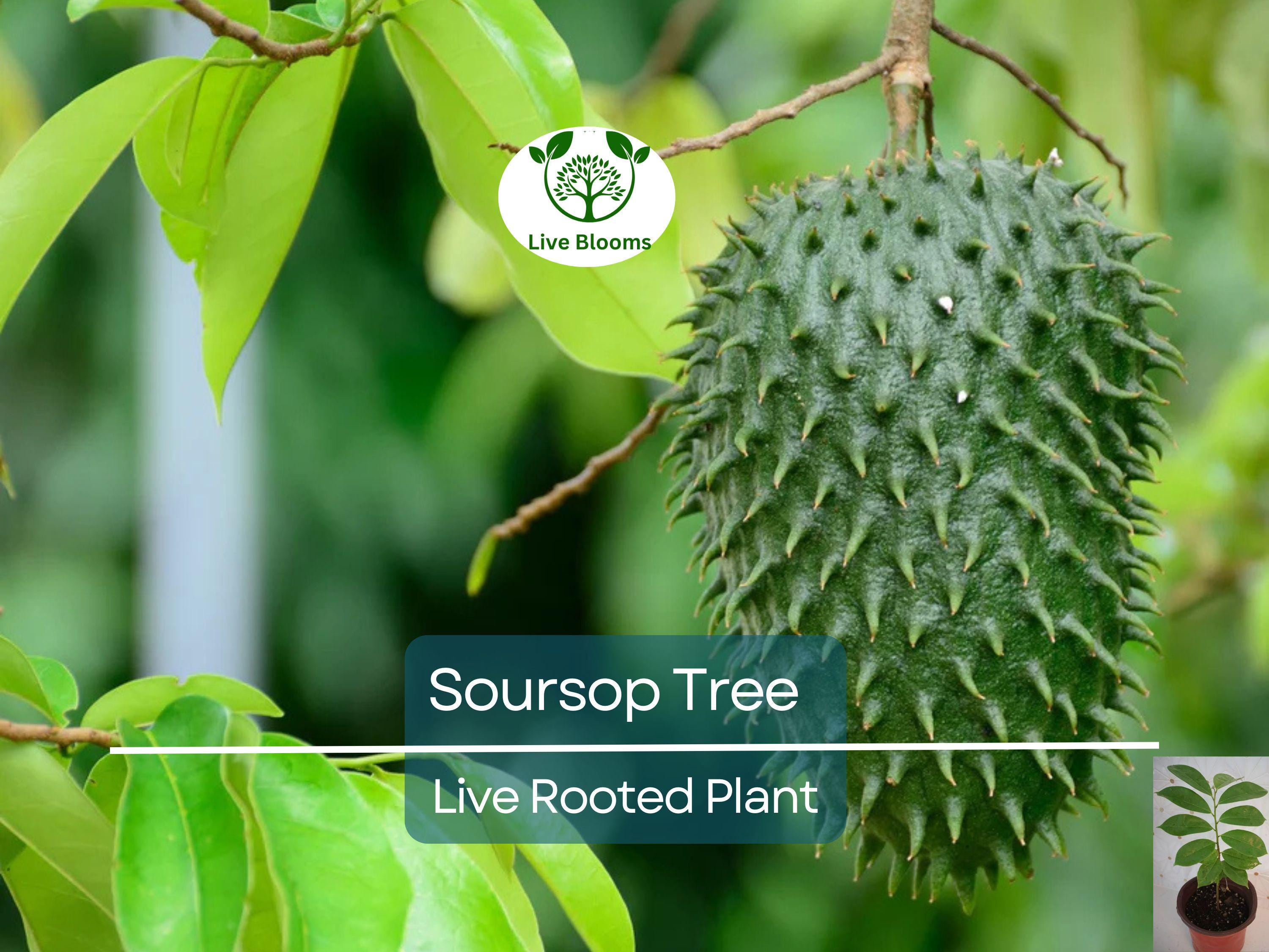 1 Soursop Tree Guanábana 4" Tropical Fruit Tree in Pot - Annona muricata, Sweet & Tangy Fruit, Easy to Grow, Exotic Tropical Tree for Garden