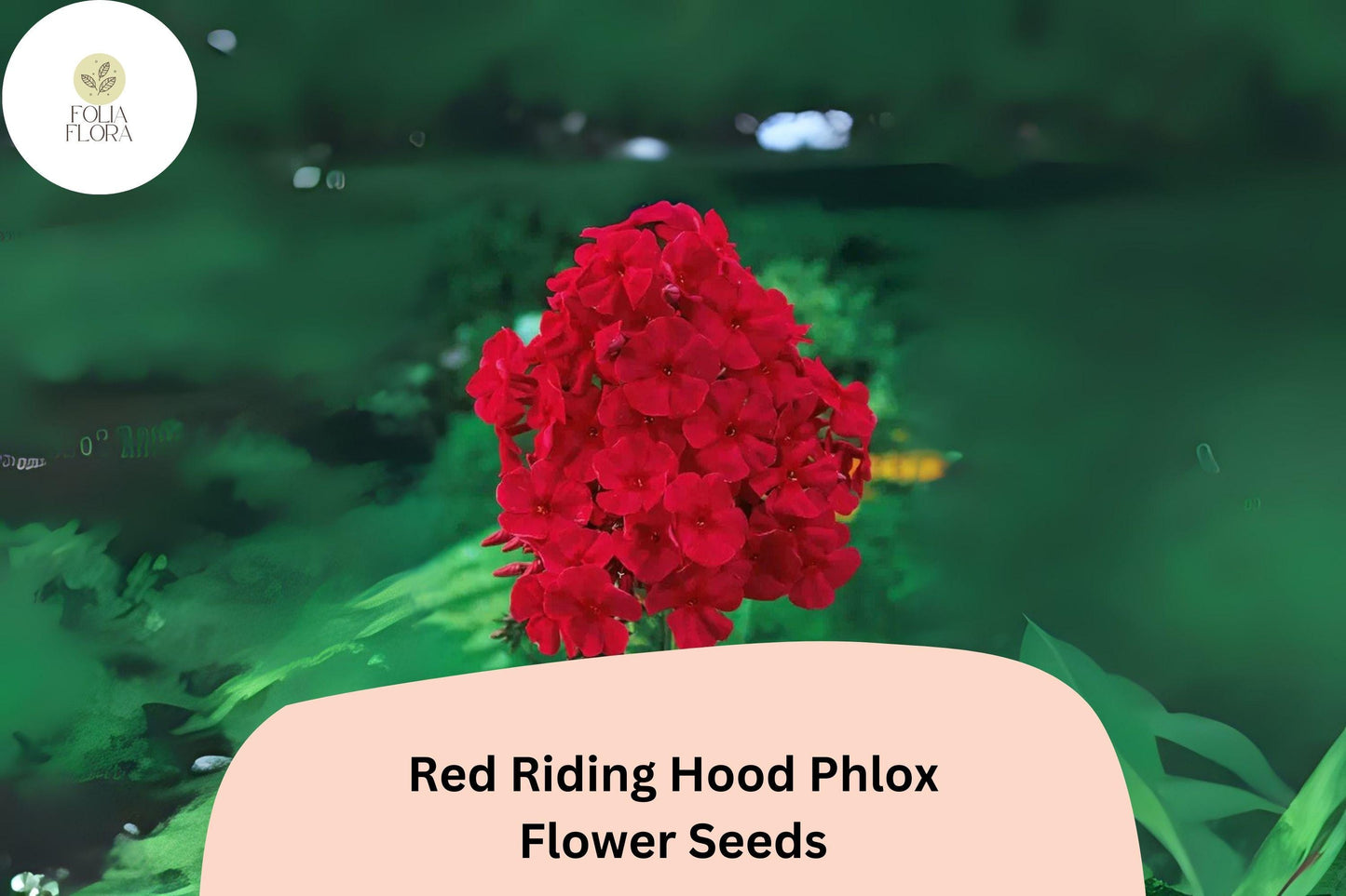 100+ Red Riding Hood Phlox Seeds – Phlox paniculata, Bright Red Perennial Garden Flowers