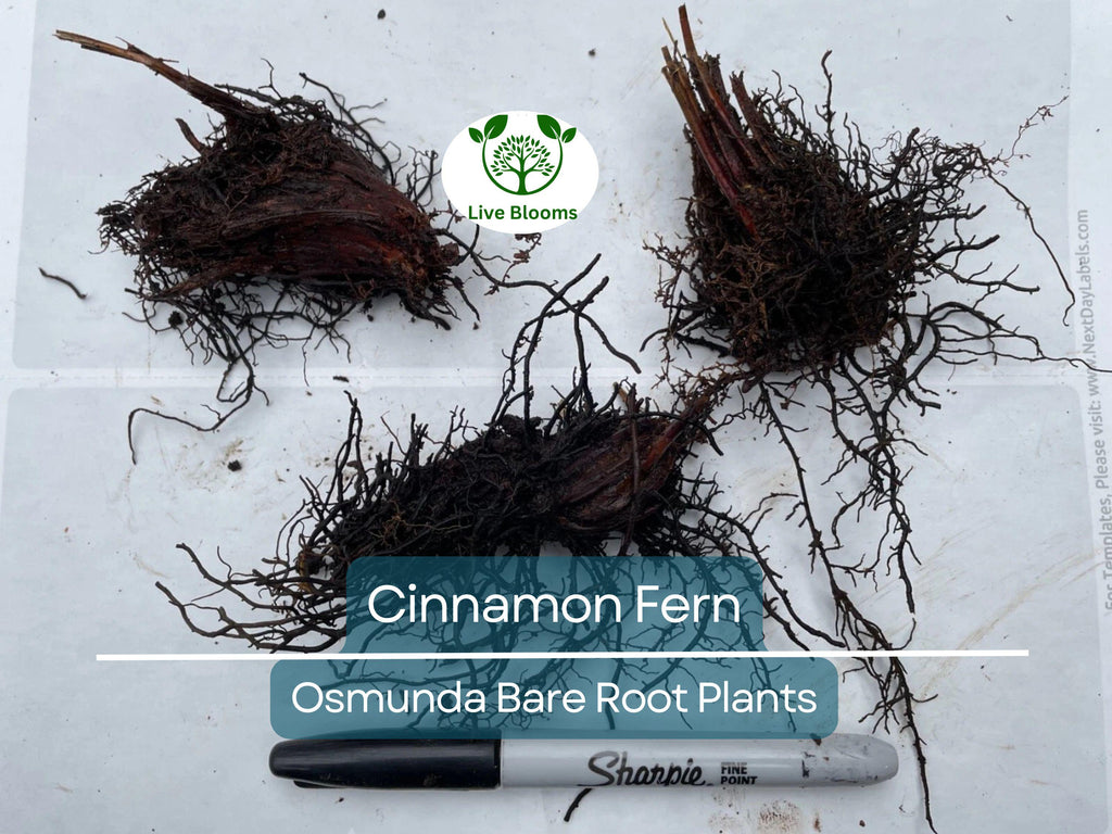 3 Cinnamon Fern Plants – Bare Root with No Tops – Osmunda Cinnamomea – Native Shade Perennial for Woodland & Moist Gardens