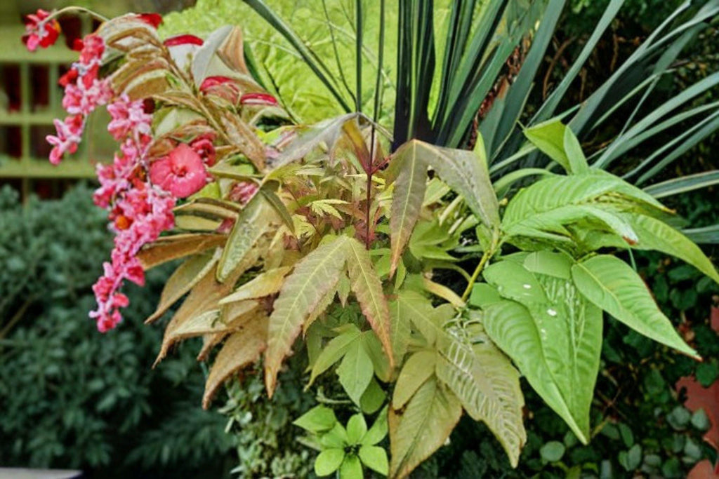 Acer Elegantulum – Acer elegantulum 10 Seeds | Rare Ornamental Maple | Attractive Foliage | Hardy Deciduous Tree