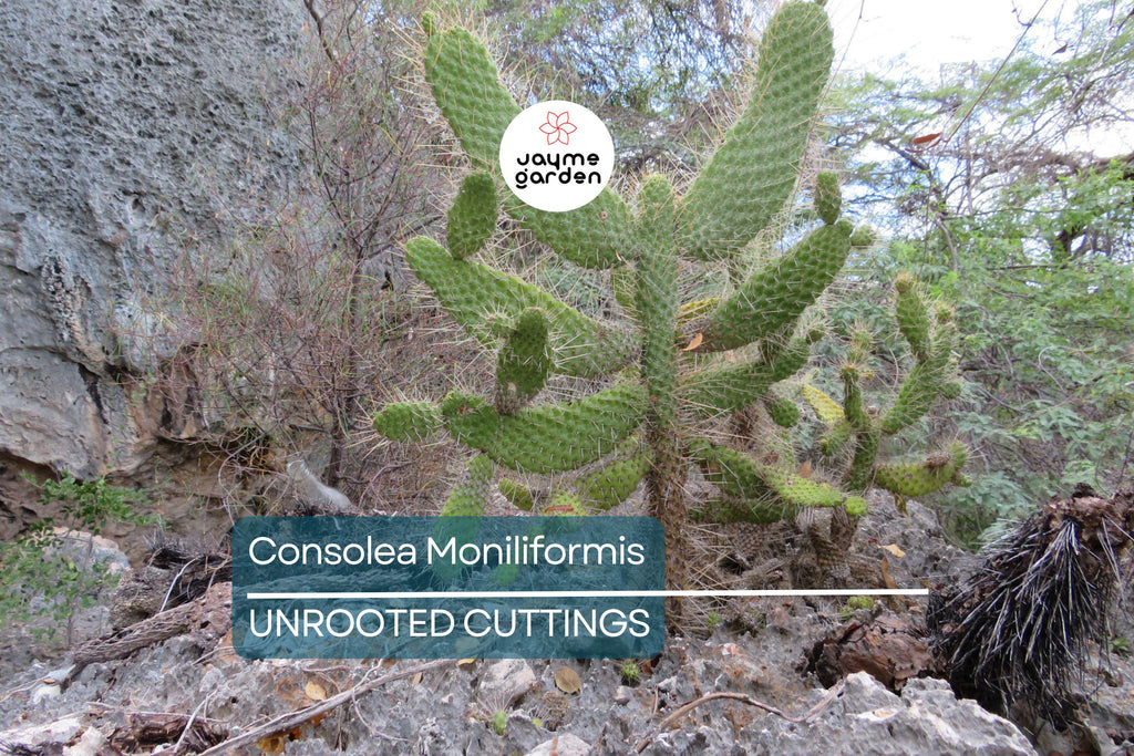 Consolea moniliformis Unrooted Cactus Cutting (4–7" Pad) | Rare Opuntia Species | Freshly Cut for Easy Rooting