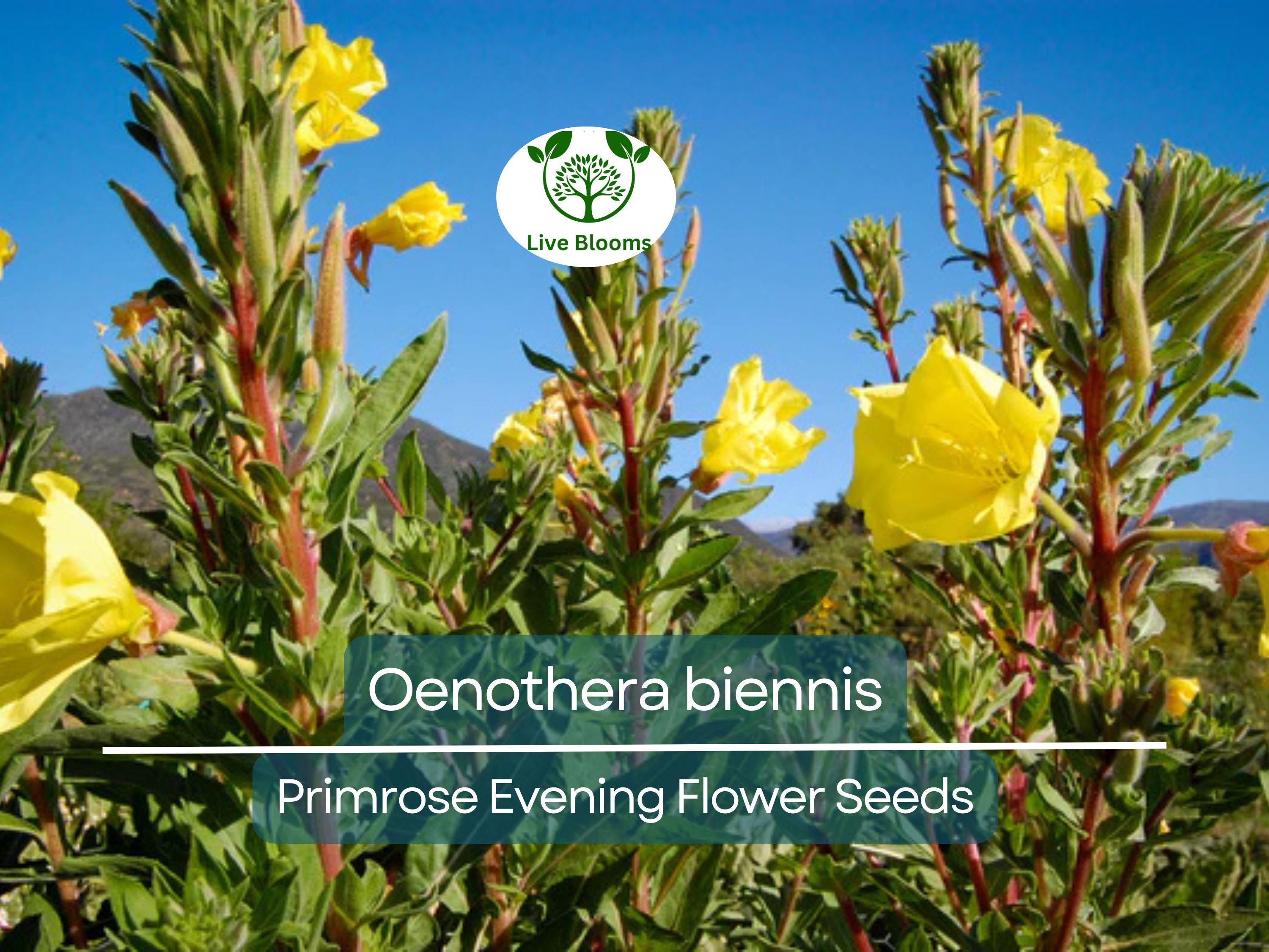 200 Seeds Primrose Evening (Oenothera biennis) Wildflower - Evening Blooming, Hardy Perennial, Attracts Pollinators, Easy to Grow for Garden