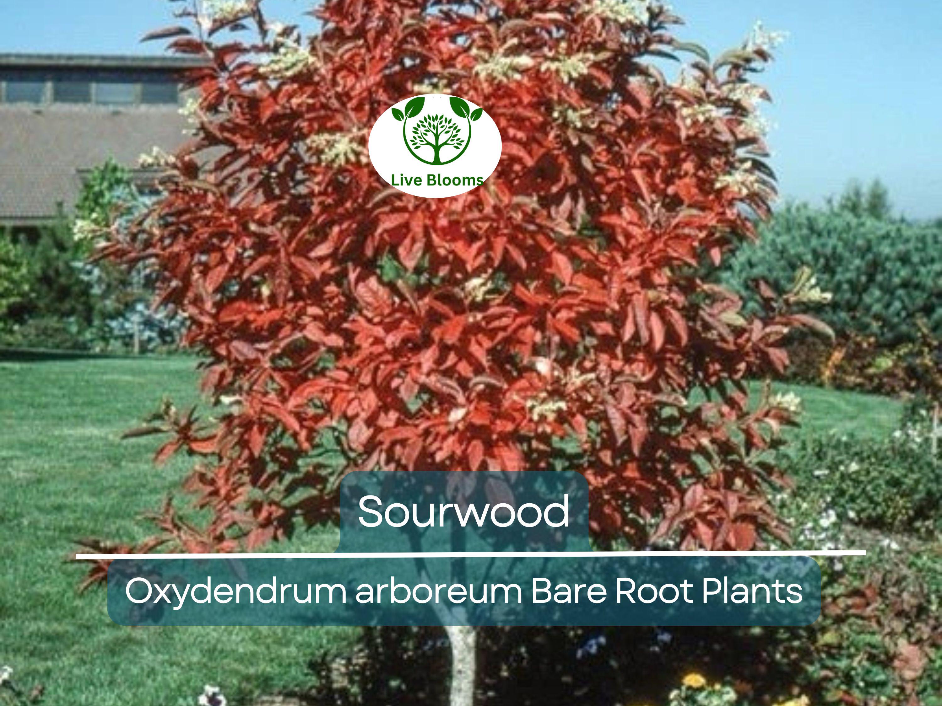 2 Sourwood Trees – Bare Root 1–2 Ft Tall – Oxydendrum Arboreum Saplings for Planting – Fall Color & Summer Blooms