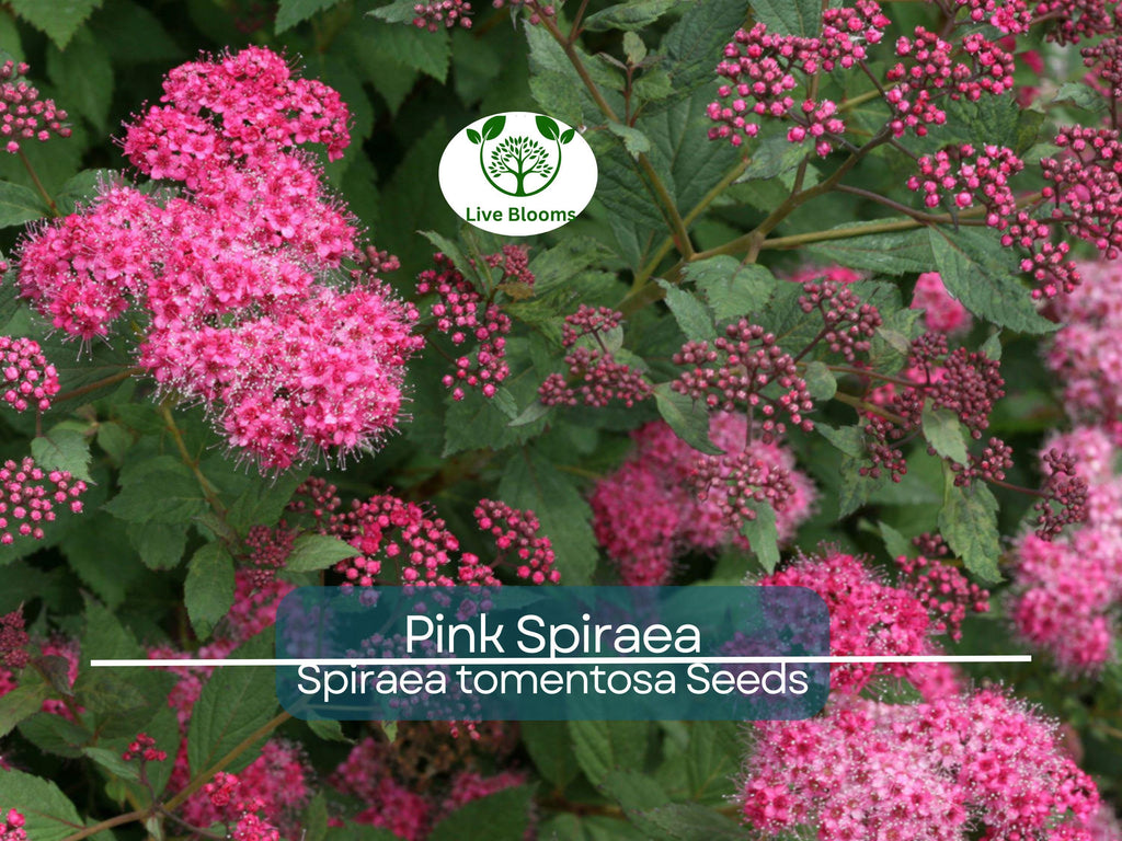 500 Pink Spiraea Seeds (S. tomentosa), Hardy Flowering Shrub, Beautiful Pink Blooms, Easy to Grow, Perfect for Gardens & Landscaping
