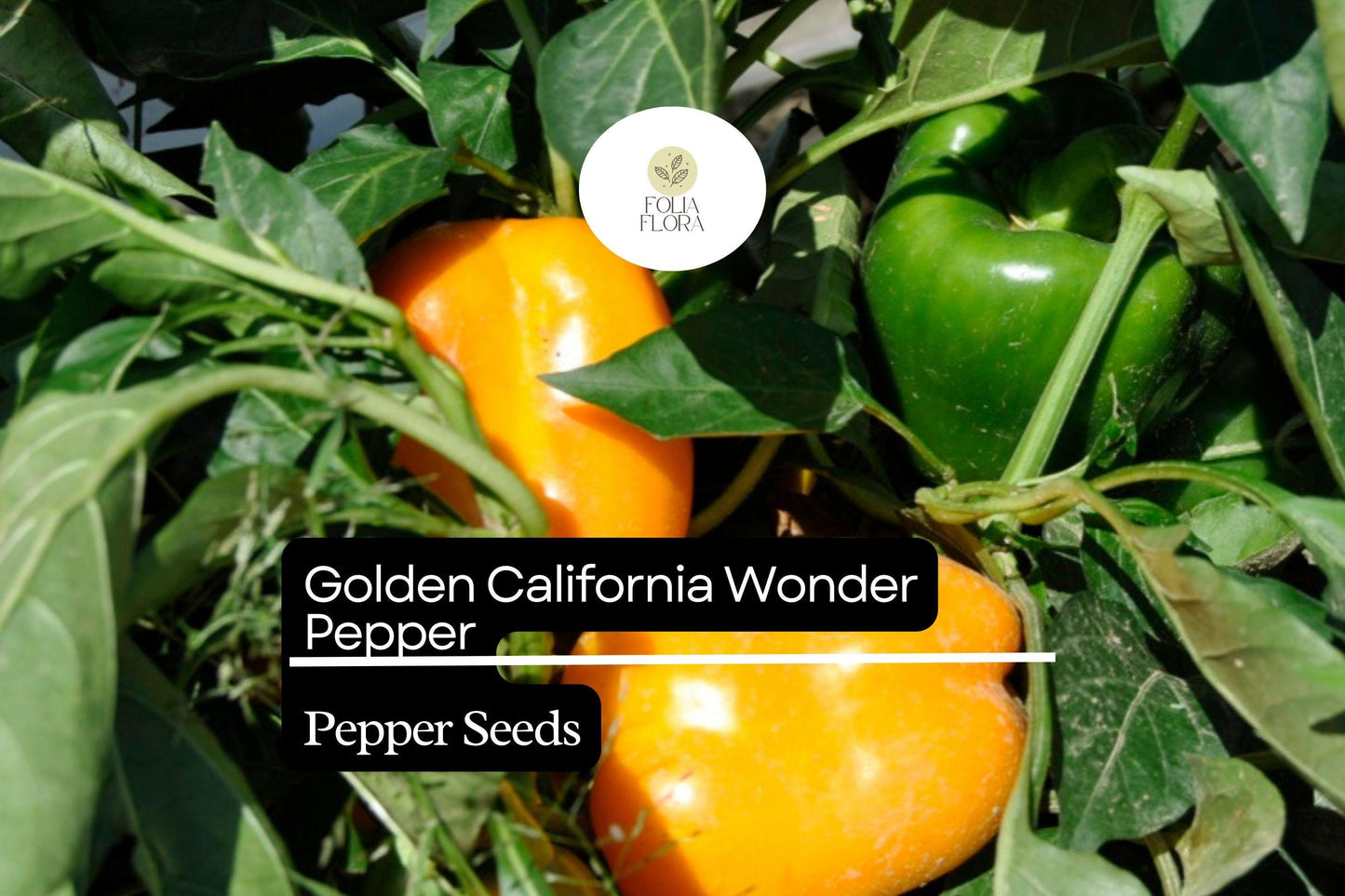 25 Golden California Wonder Pepper Seeds – Capsicum annuum – Heirloom, Sweet & Crisp, High-Yielding