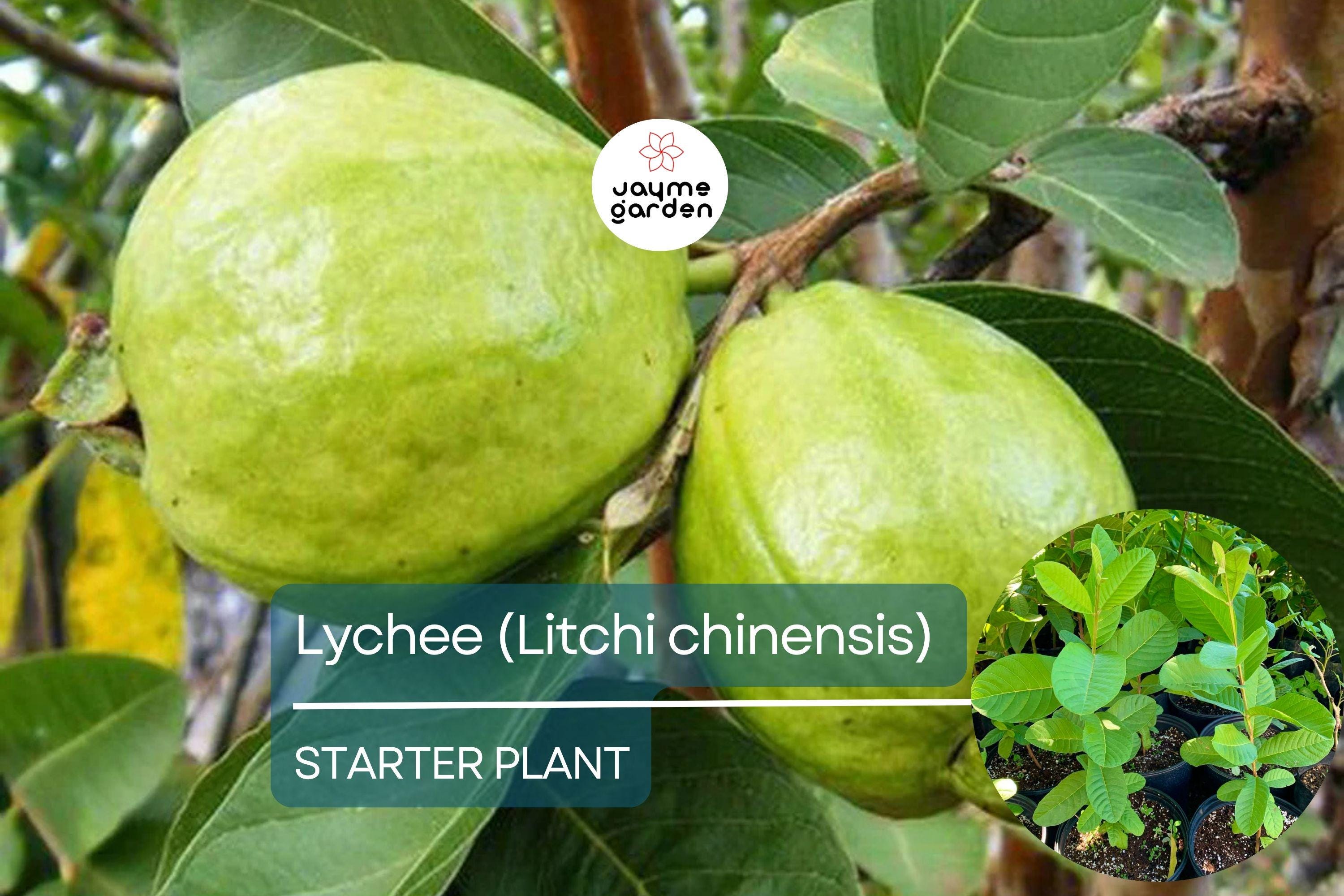 1 Guava Pear Tree (Psidium guajava) Tropical Fruit Tree – 12”-24” Live Starter Plant, Sweet Pear-Shaped Guava Fruit
