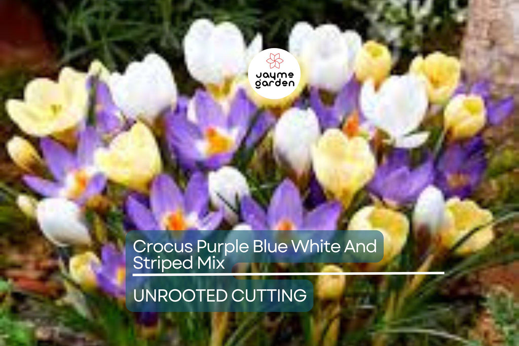 Crocus Purple Blue White Striped Mix – 5 Flower Bulbs, Cold Hardy Perennial