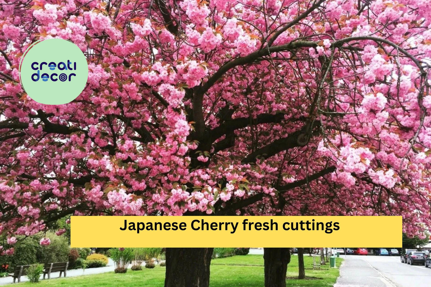 10 Japanese Cherry Cuttings – Fresh Unrooted Stems for Rooting – Prunus serrulata Bonsai or Flowering Ornamental Tree Starter