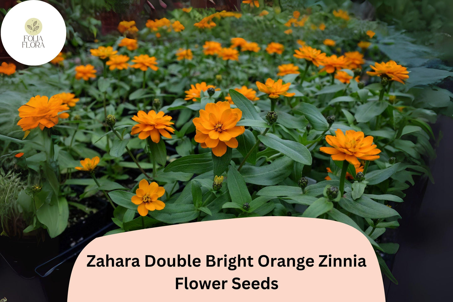 100+ Zahara Double Bright Orange Zinnia Seeds | Vibrant Annual Garden Flowers | Easy to Grow Pollinator-Friendly Blooms