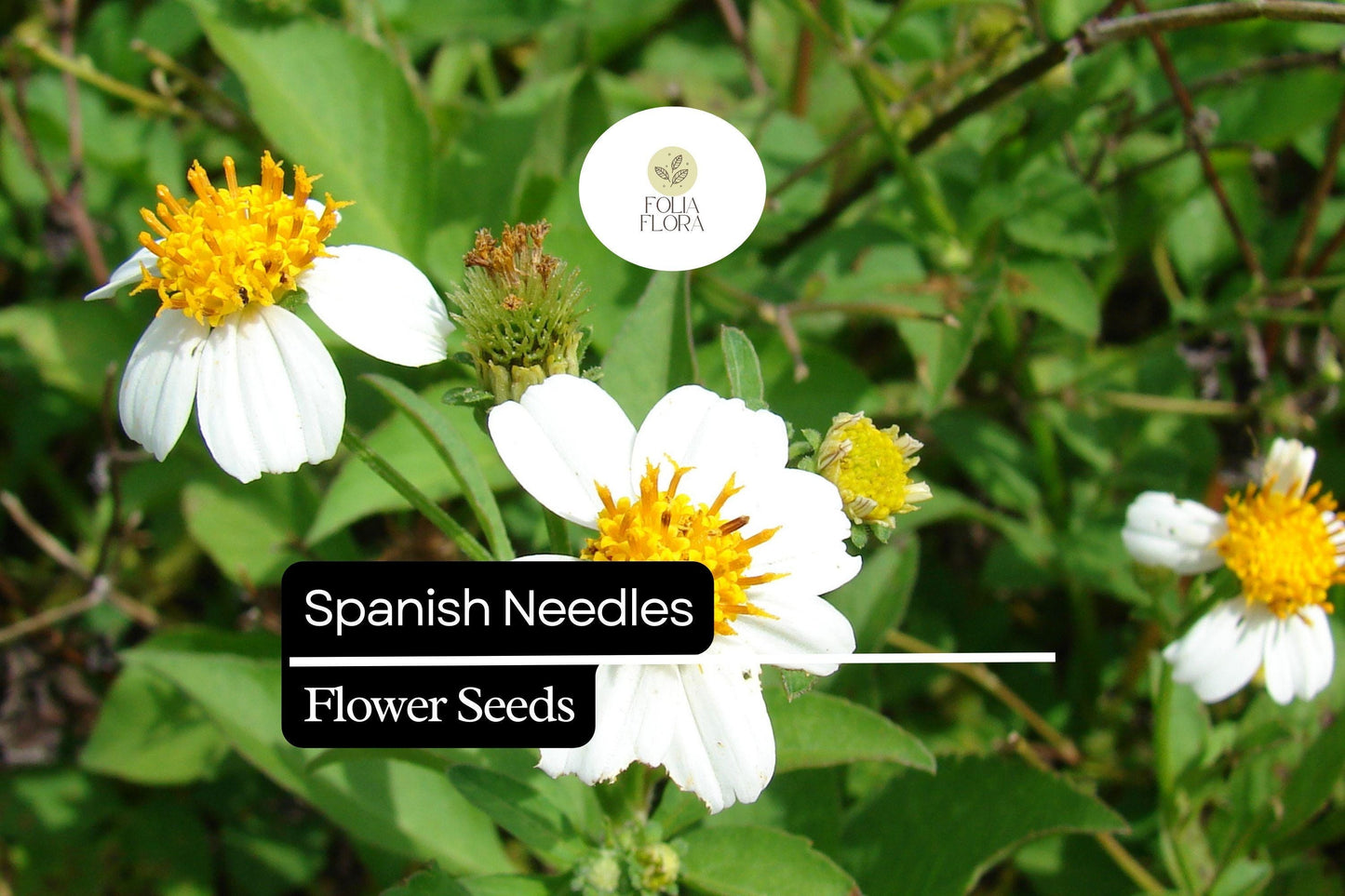 Spanish Needles Seeds (Bidens alba) | 25 Seeds | Pollinator Magnet with White Daisylike Flowers | Edible, Easy to Grow & Drought-Tolerant