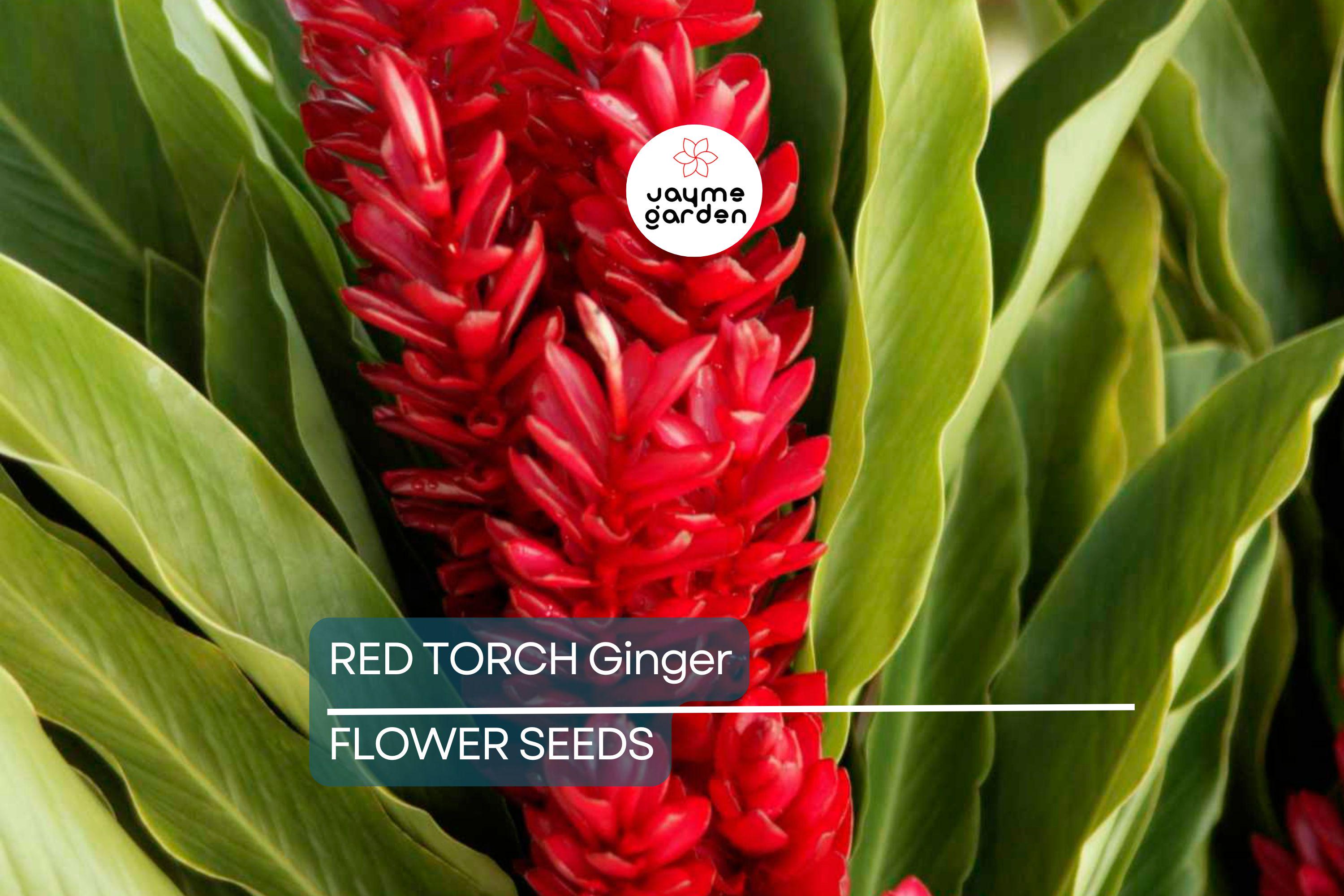 10 Red Torch Ginger Seeds (Etlingera elatior) – Exotic Tropical Flower, 3-5' Tall, Indoor/Outdoor Plant
