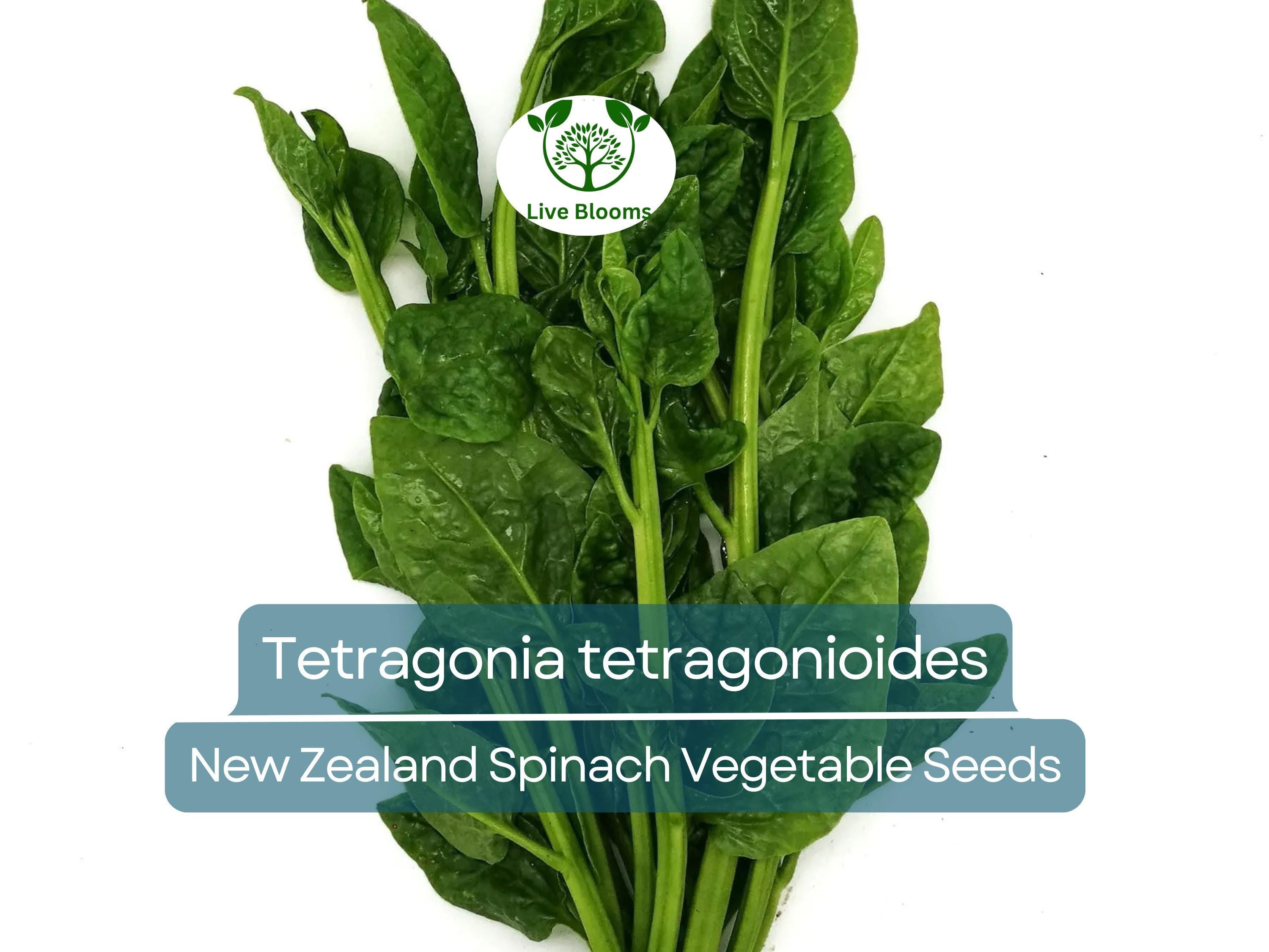 1 Gram Seeds Spinach New Zealand – Tetragonia tetragonioides | Heirloom Vegetable Seeds for Planting & Gardening