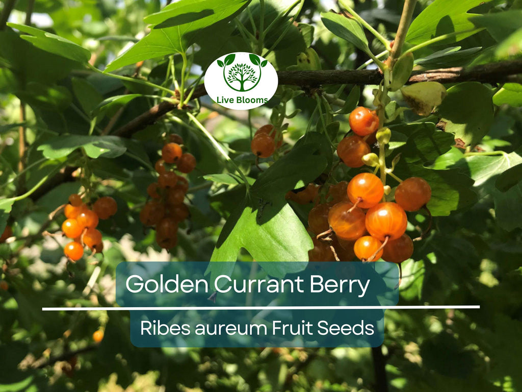 20 Golden Currant Berry Seeds (Ribes aureum), Edible Fruit Bush, Sweet Berries, Native Shrub, Wildlife Friendly, Garden Starter, Easy Grow