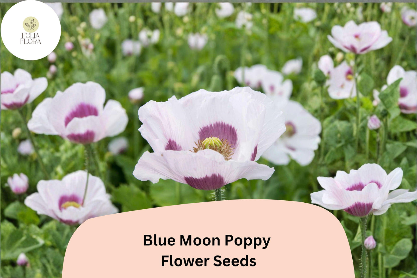 200+ Blue Moon Poppy Seeds | Papaver somniferum | Rare Blue Blooms | Easy Annual Garden Flower Seeds for Beds & Pots