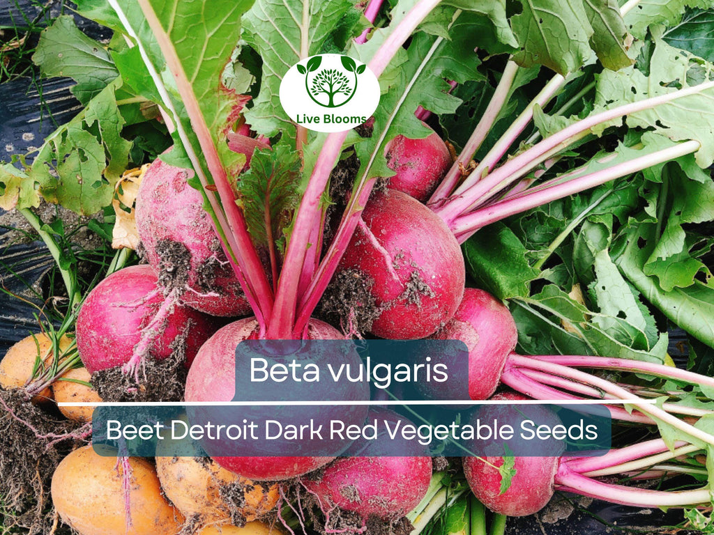 40 Seeds Beet Detroit Dark Red - Beta vulgaris | Heirloom Beets for Planting, Gardening & Nutritious Root Harvests