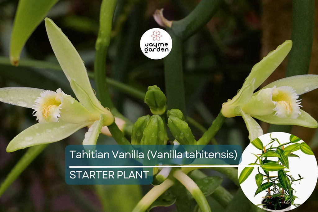 Tahitian Vanilla Orchid Plant (Vanilla tahitensis) Starter Vine - Rare Tropical Plant with Exotic Floral & Fruity Aroma