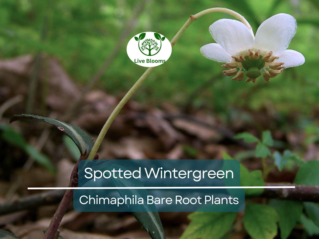 10 Spotted Wintergreen Plants – Bare Root Chimaphila maculata – Native Evergreen Groundcover for Shade & Woodland Gardens