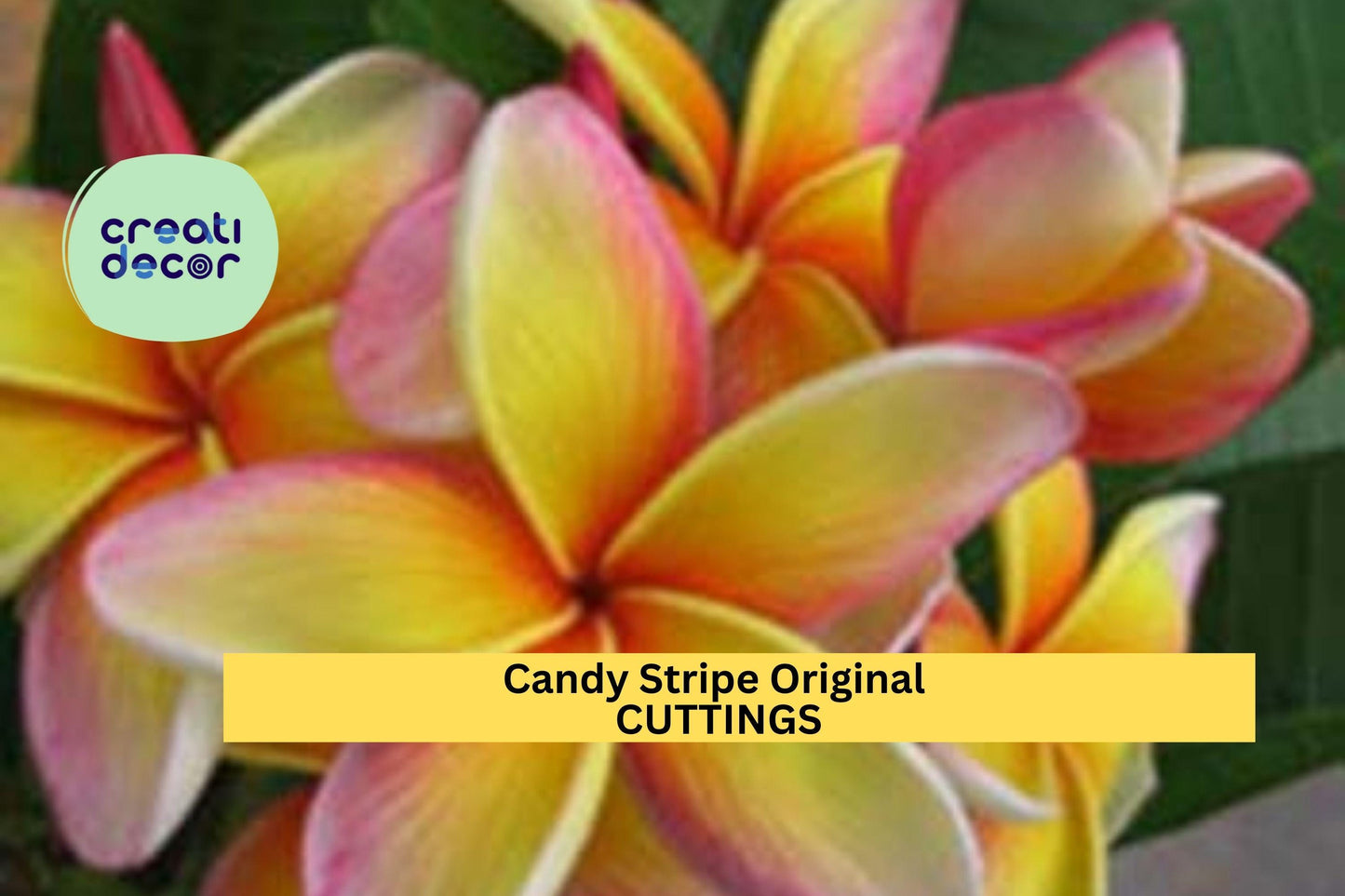 Candy Stripe Plumeria Cutting Double Head | 10" Unrooted Starter | Vibrant Tropical Frangipani Tree | Garden or Patio Plant