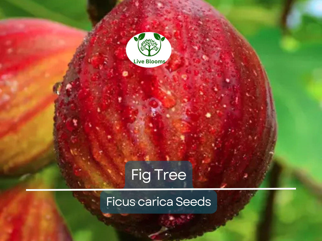 40 Fig Tree Seeds | Ficus carica, Sweet Fruit Shrub, Non-GMO, Easy to Grow, Edible Figs for Garden, Jams & Preserves, Hardy Plant
