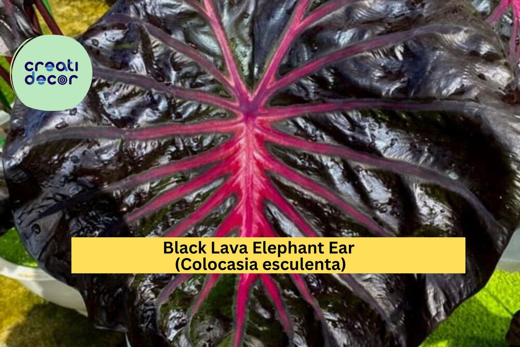 Black Lava Elephant Ear – Colocasia esculenta Live Rooted Starter Plant, Tropical Foliage with Deep Purple-Black Leaves, Hardy Zones 8–11