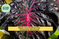 Black Lava Elephant Ear – Colocasia esculenta Live Rooted Starter Plant, Tropical Foliage with Deep Purple-Black Leaves, Hardy Zones 8–11