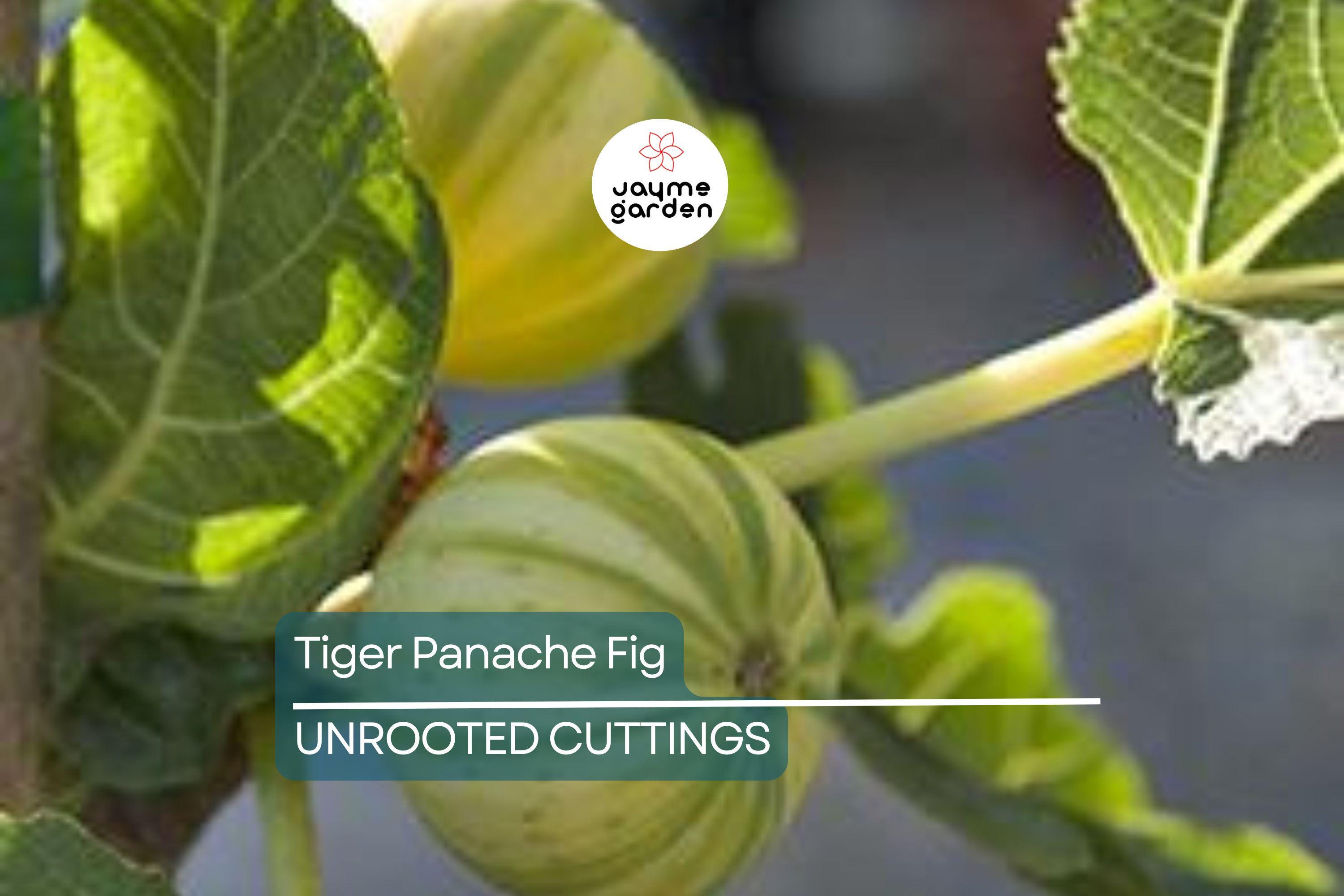 2 Tiger Panache Fig Cuttings – Variegated 6"+ Fresh Scions with 3+ Nodes for Rooting