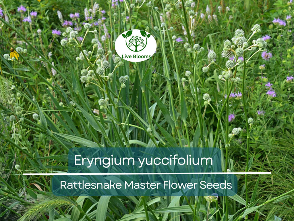 1 Gram Seeds Eryngium yuccifolium (Rattlesnake Master) for Planting | Unique Native Perennial for Gardens, Prairies, and Landscaping