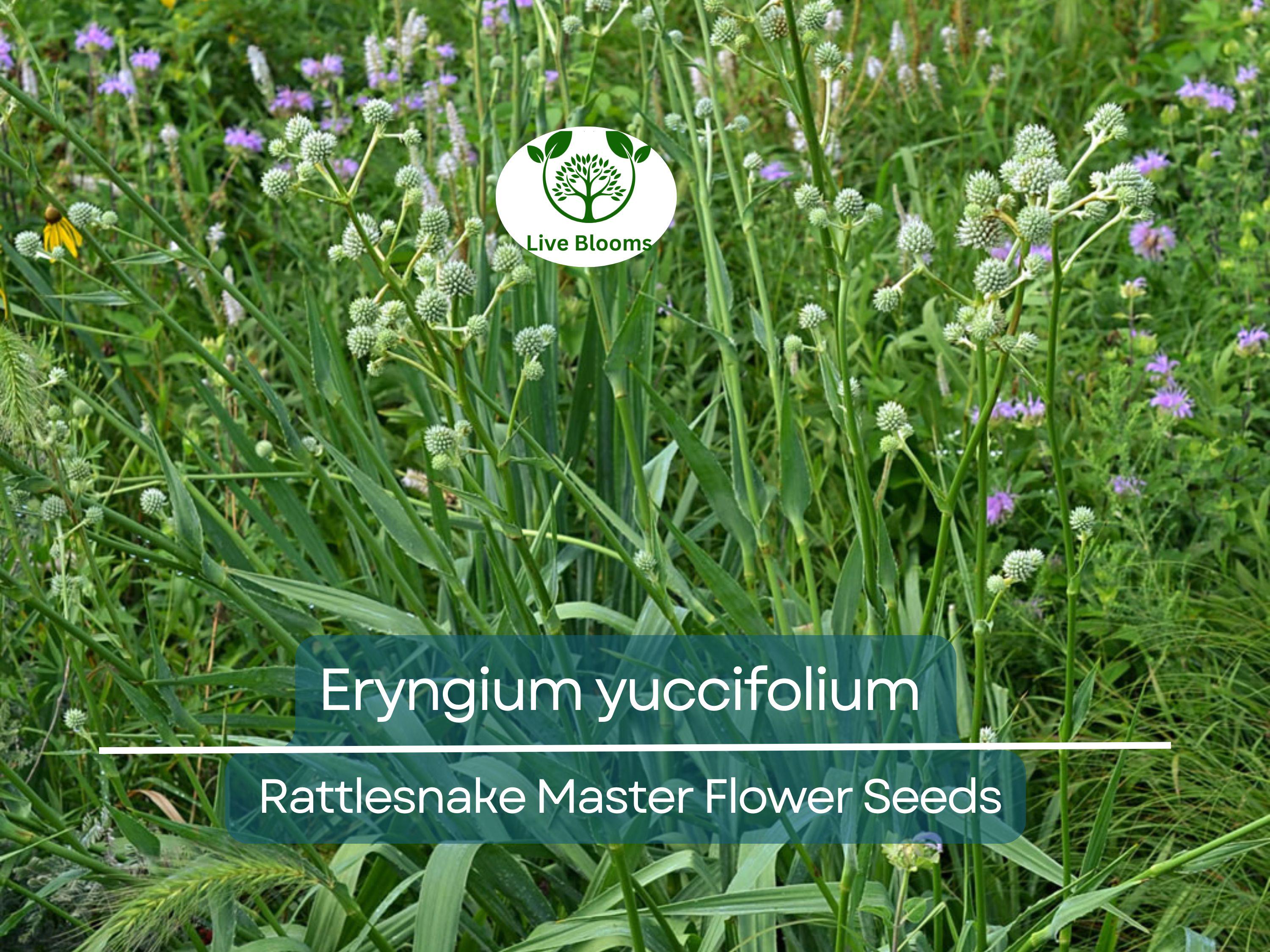 1 Gram Seeds Eryngium yuccifolium (Rattlesnake Master) for Planting | Unique Native Perennial for Gardens, Prairies, and Landscaping
