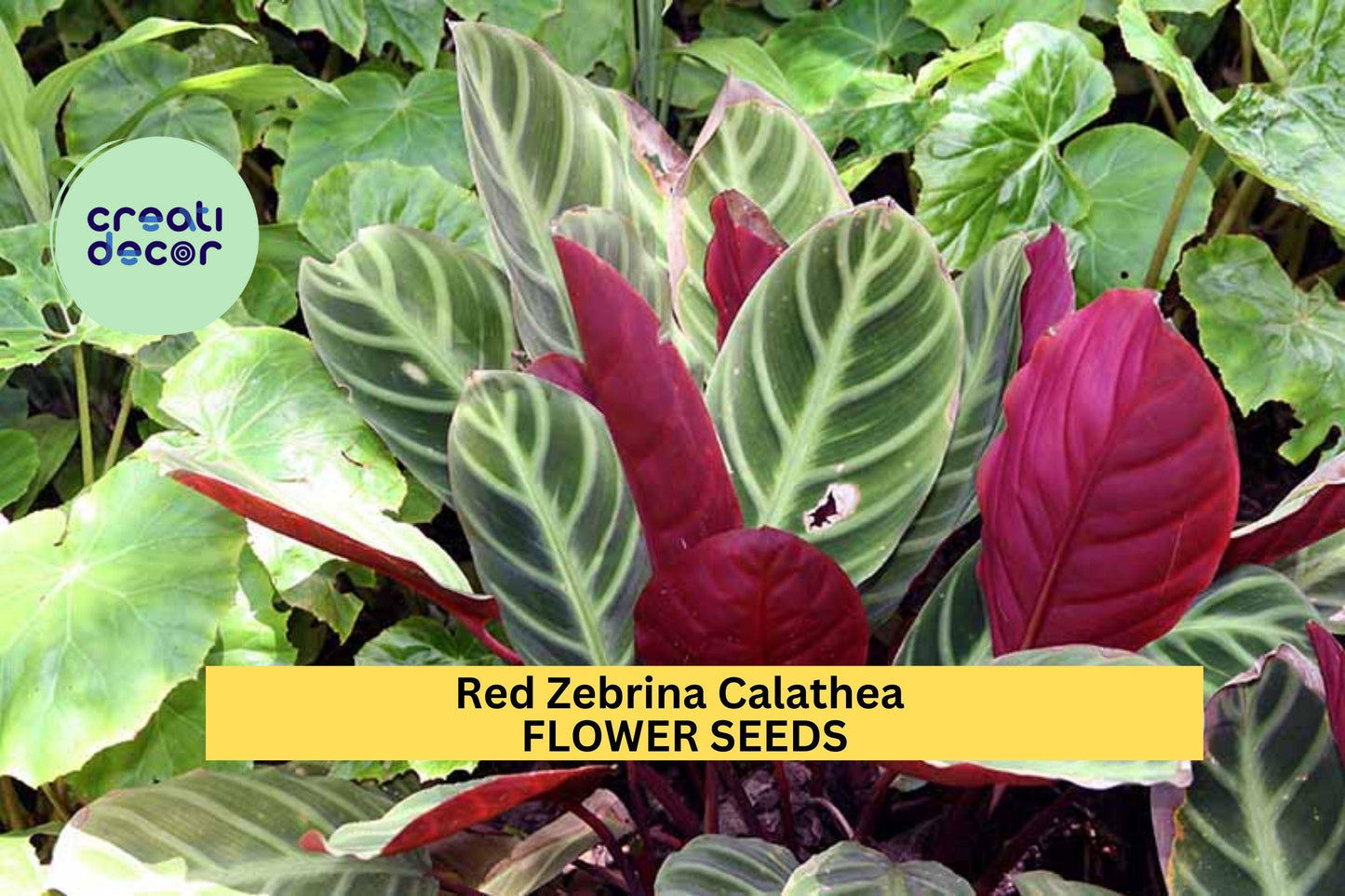 25+ Red Zebrina Calathea Seeds – Striking Foliage Plant for Garden or Indoor Growing, Tropical Leaves with Red-Purple Underside – USA