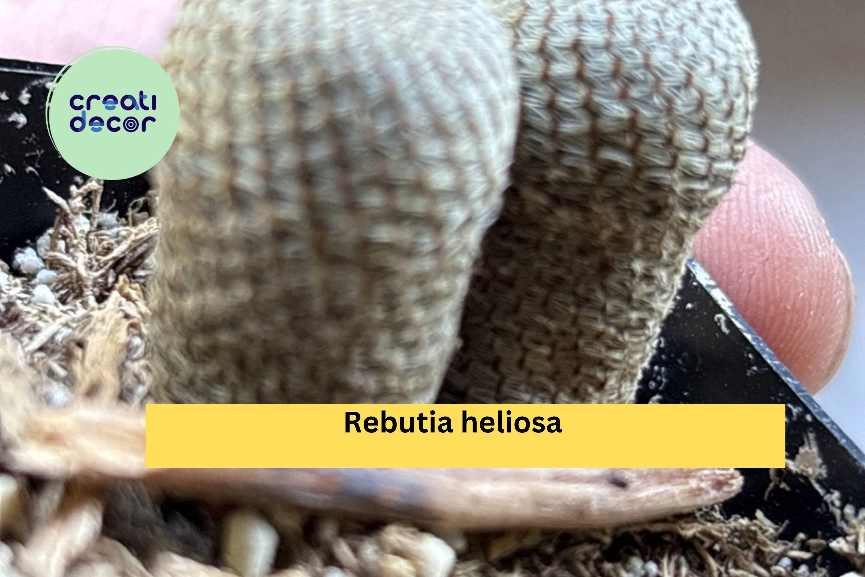 Rebutia heliosa Live Cactus – Rooted 2" Pot, Mini Clumping Succulent with Orange Blooms, Easy Collector Variety for Indoor Displays