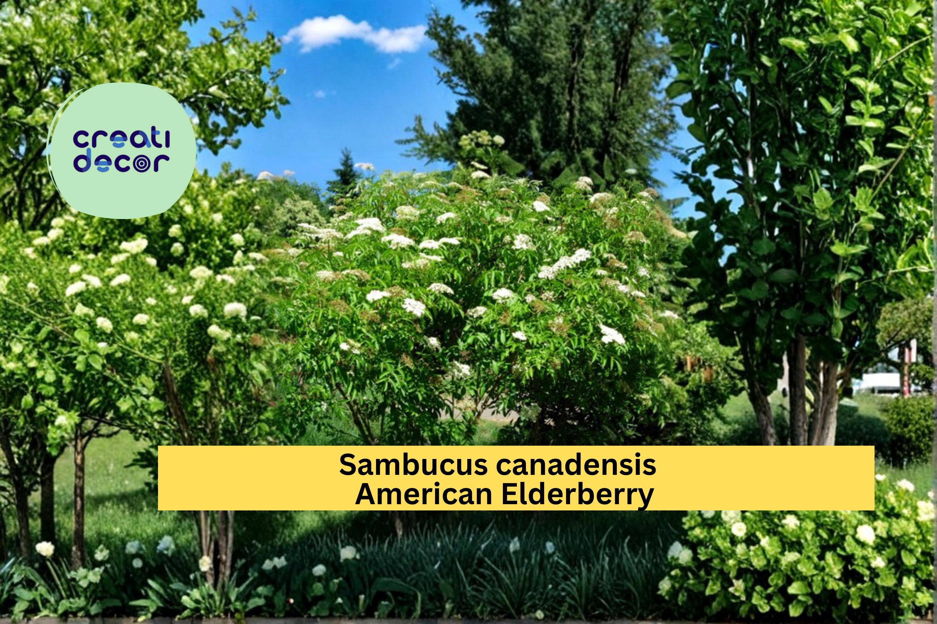 American Elderberry Seeds Sambucus canadensis 50 Count Native Berry Shrub Garden Plant Seeds