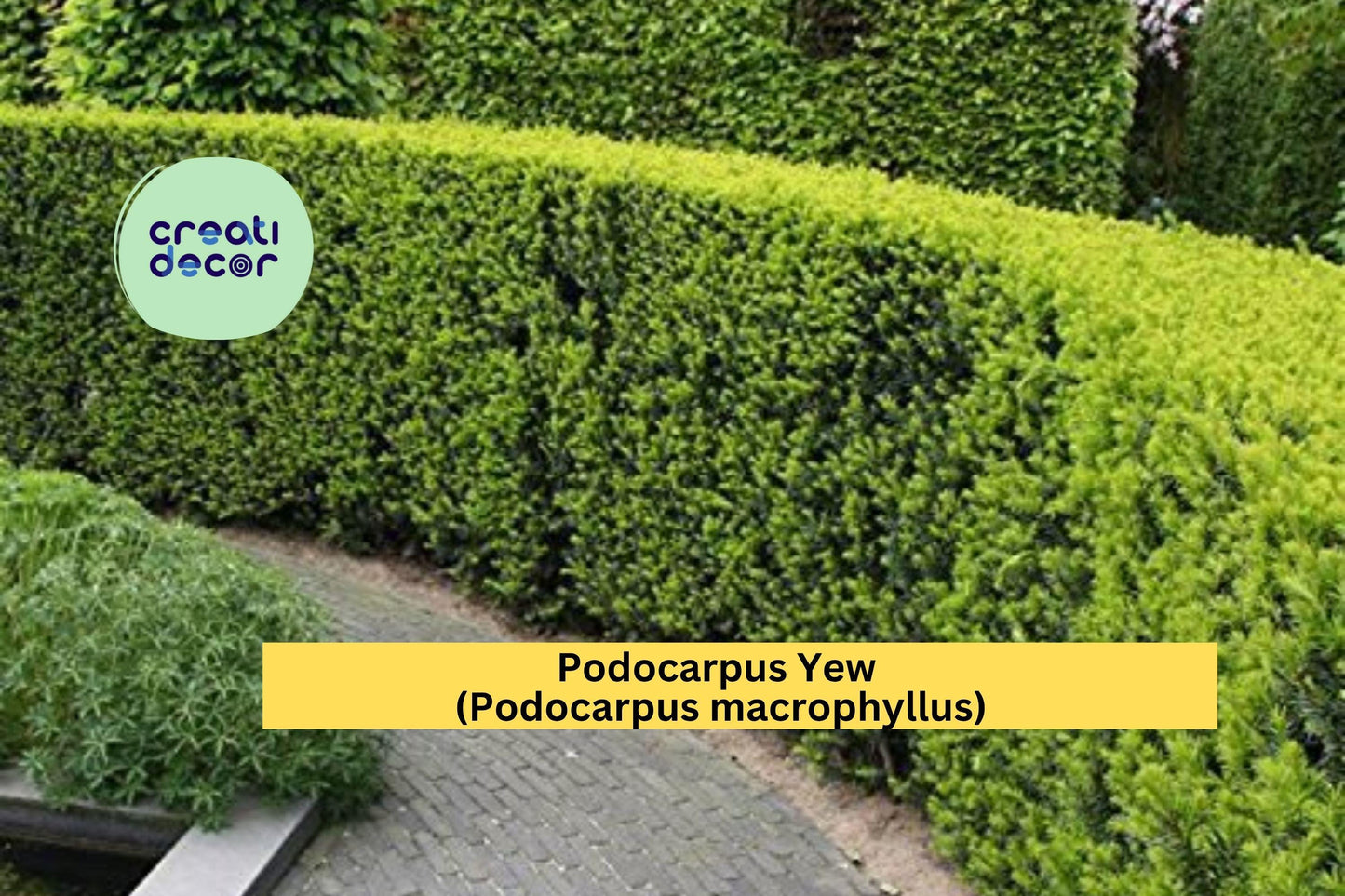 Podocarpus Yew Plant | Podocarpus macrophyllus | One Bare Root Live Evergreen Shrub