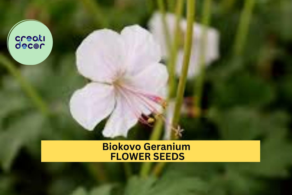 25+ Biokovo Geranium Seeds – Soft Pink & White Blooms for Garden Planting, Perennial Groundcover for Shade or Sun – USA