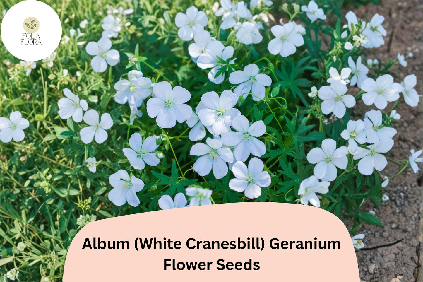 25+ Album White Cranesbill Geranium Seeds | Hardy White Perennial | Geranium sanguineum Seeds for Garden Borders