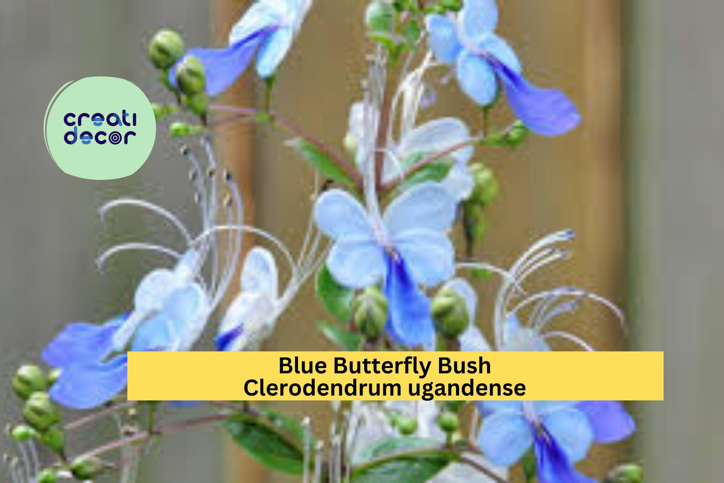 Blue Butterfly Bush – Clerodendrum ugandense Rooted Starter Plant, Exotic Perennial Shrub with Blue Orchid-Like Blooms for Garden or Patio