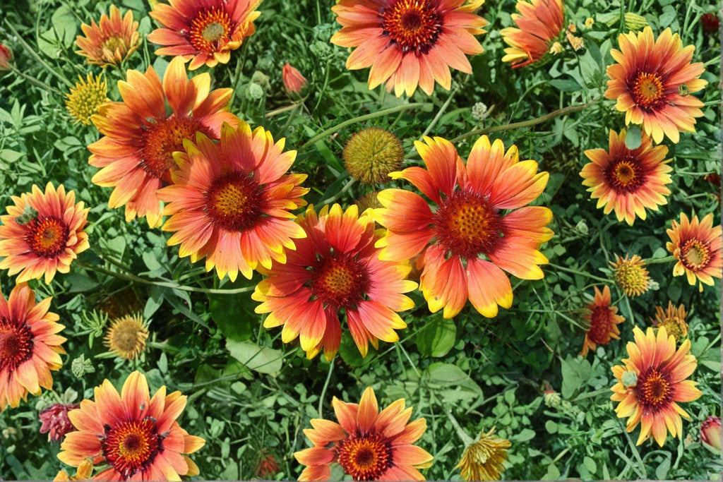 Blanket Flower – Gaillardia aristata Seeds | 25 Seeds | Vibrant Wildflower Mix | Drought-Tolerant Garden Favorite