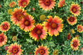 Blanket Flower – Gaillardia aristata Seeds | 25 Seeds | Vibrant Wildflower Mix | Drought-Tolerant Garden Favorite