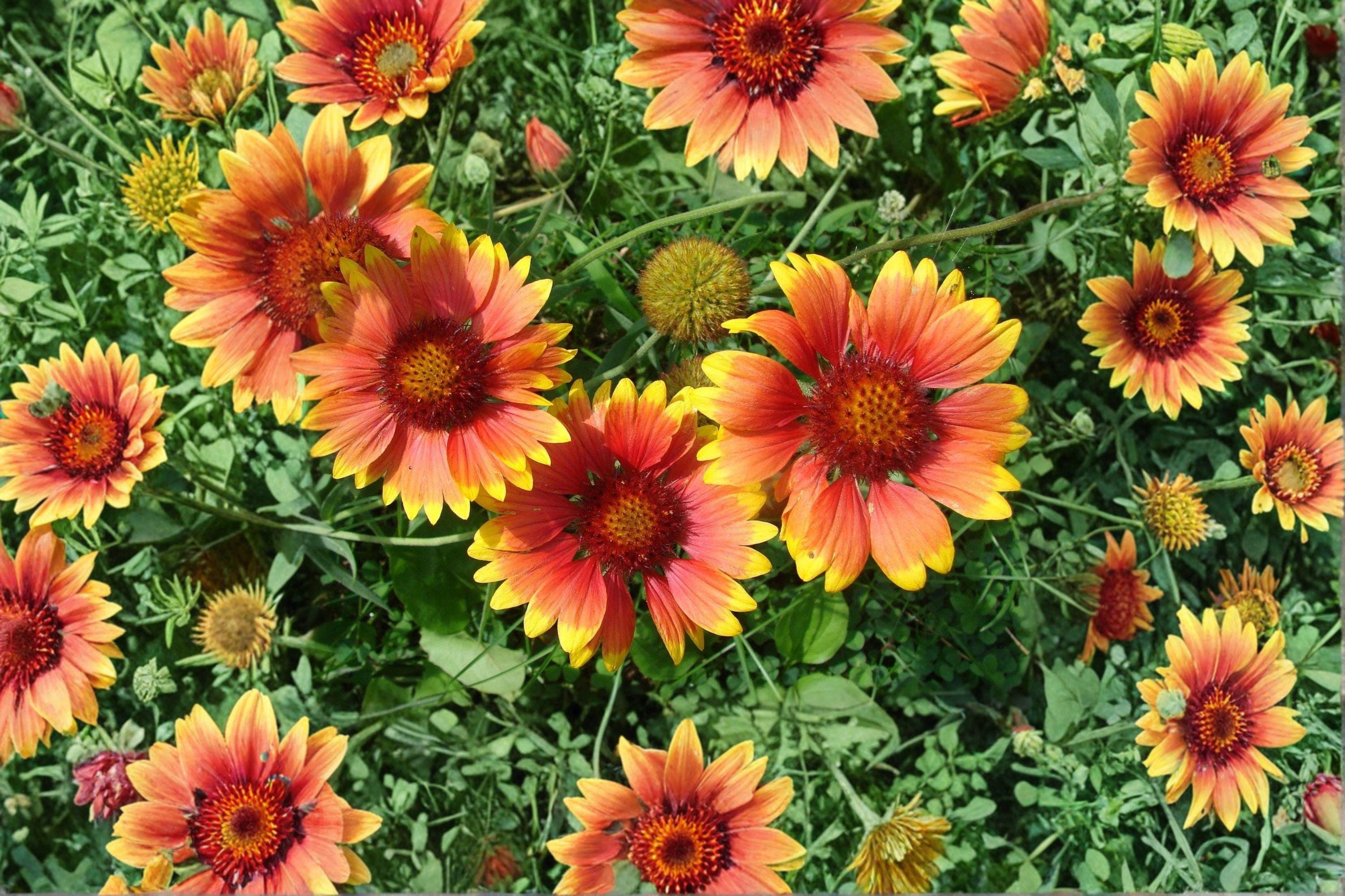 Blanket Flower – Gaillardia aristata Seeds | 25 Seeds | Vibrant Wildflower Mix | Drought-Tolerant Garden Favorite