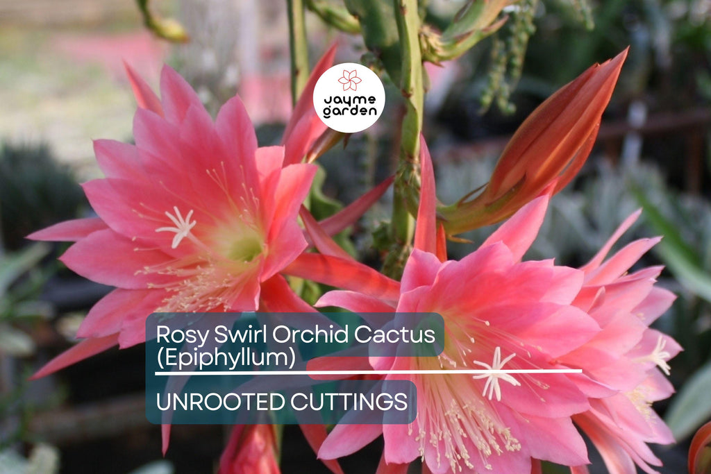 Two Rosy Swirl Orchid Cactus Cuttings (Epiphyllum) - Easy to Root