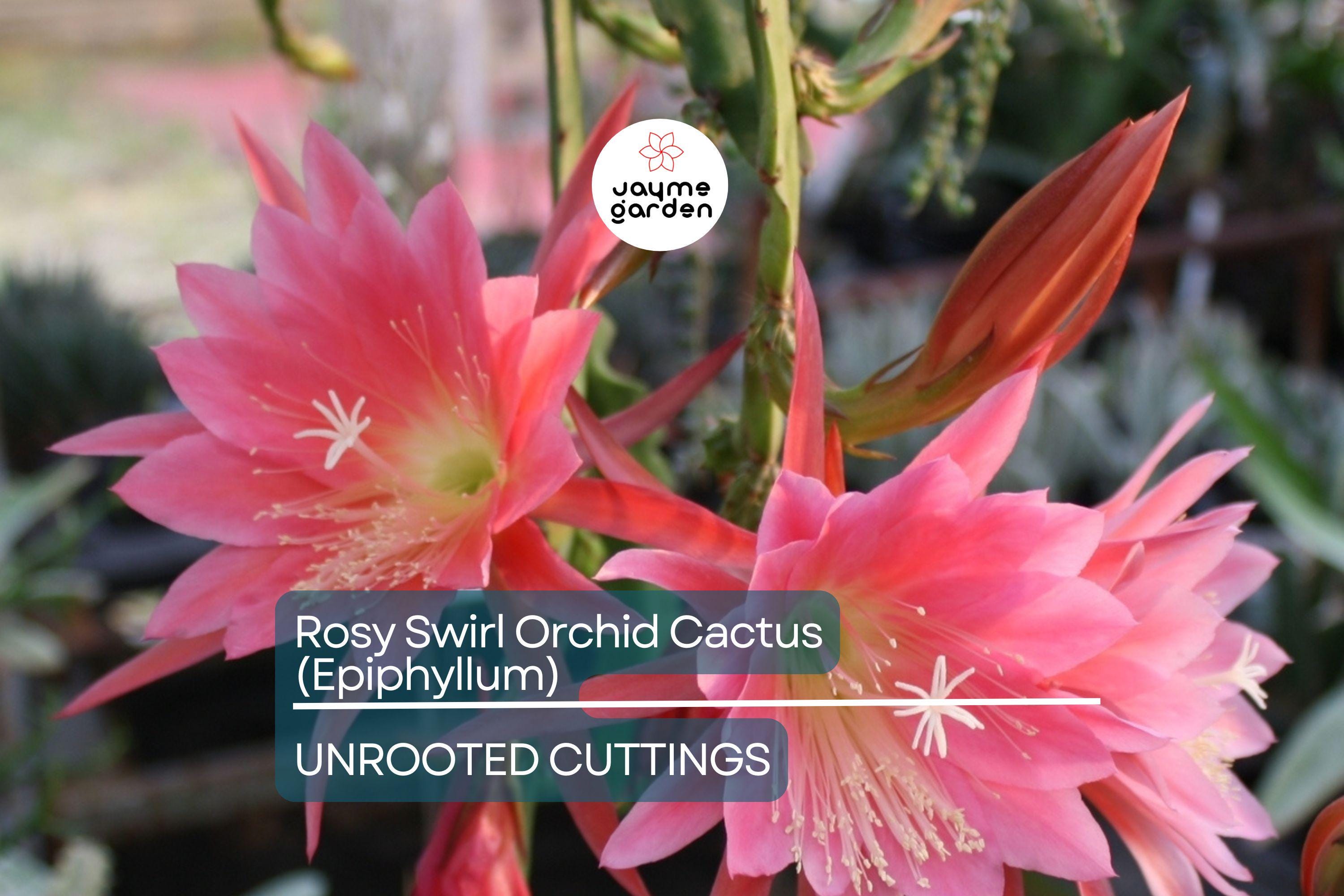 Two Rosy Swirl Orchid Cactus Cuttings (Epiphyllum) - Easy to Root